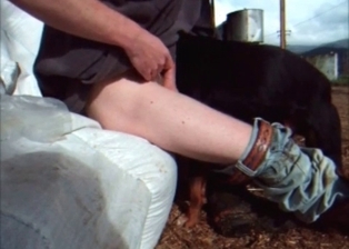 Black dog in outdoor bestiality
