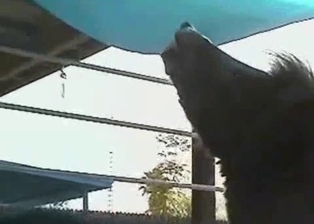 Sexy black mule is peeing in barn