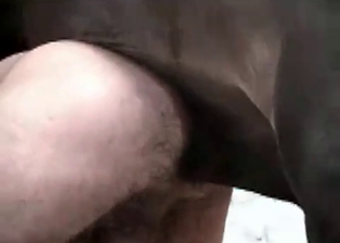 Hubby ass nicely fucked by dirty colt